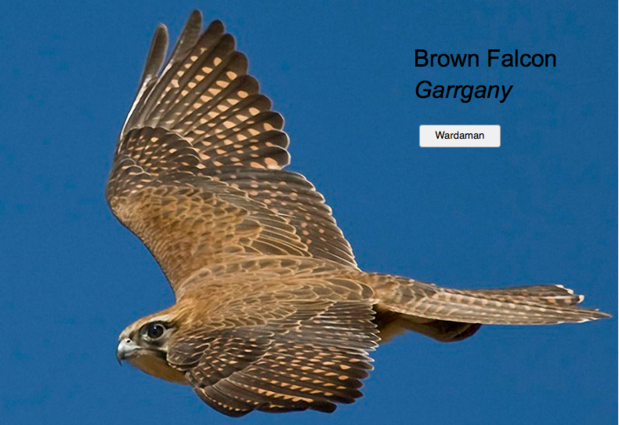 Brown_Falcon.png